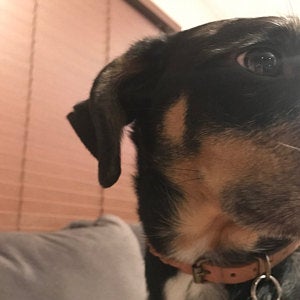 Small dog braid collar