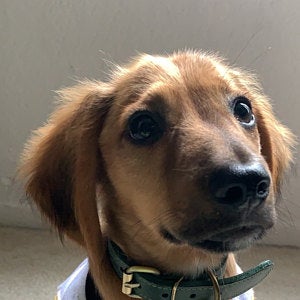 Leather small dogs collar